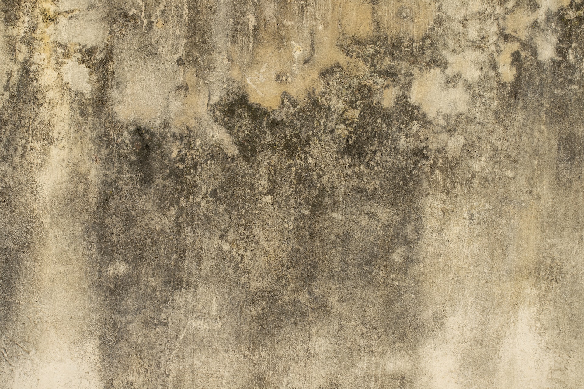 How Mold Caused by Water Damage Can Affect Our Health