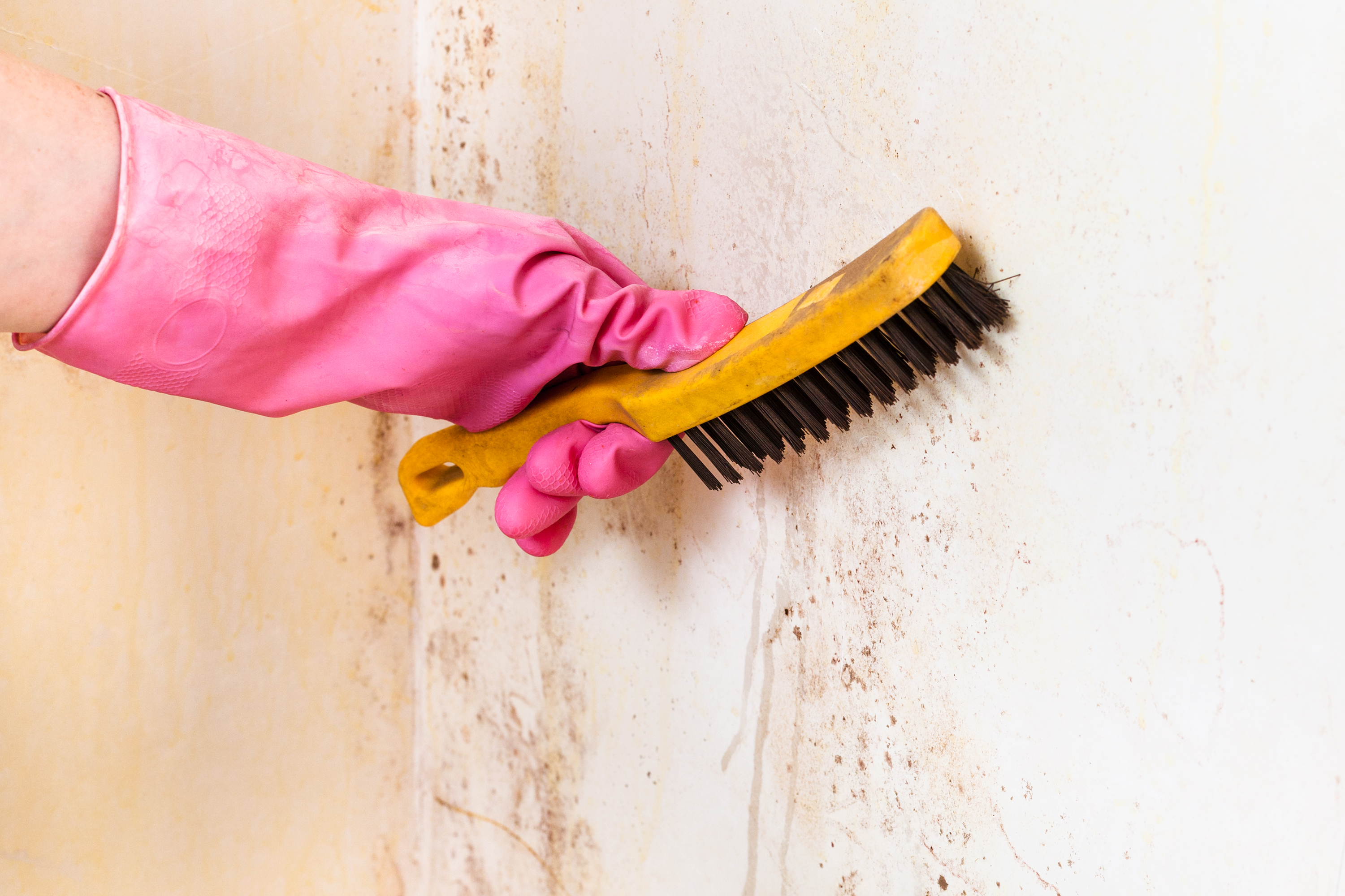 How to Remove Mold from Your Home: A Step-by-Step Guide