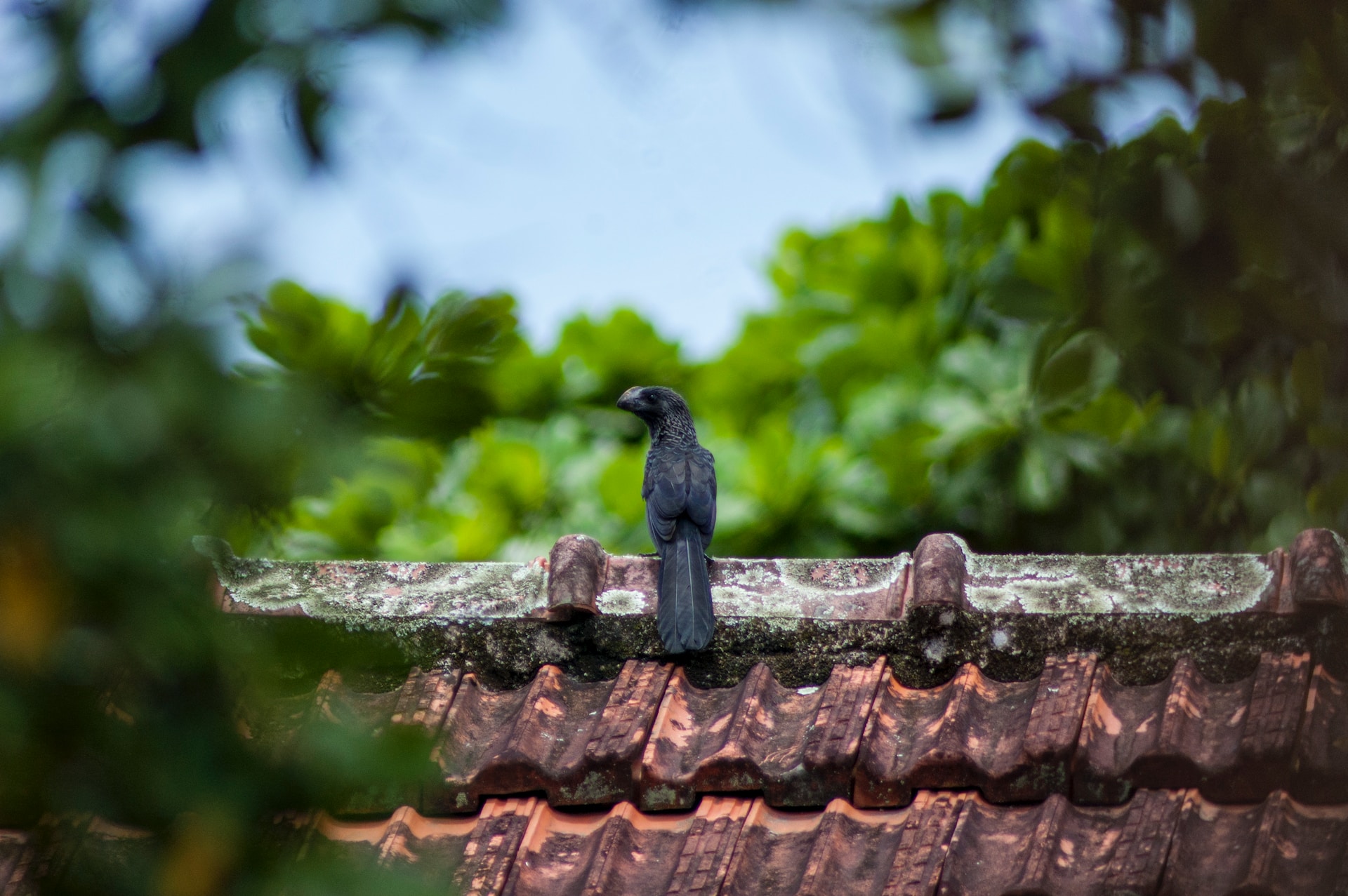 The Dangers of Roof Mold: Protect Your Family and Home