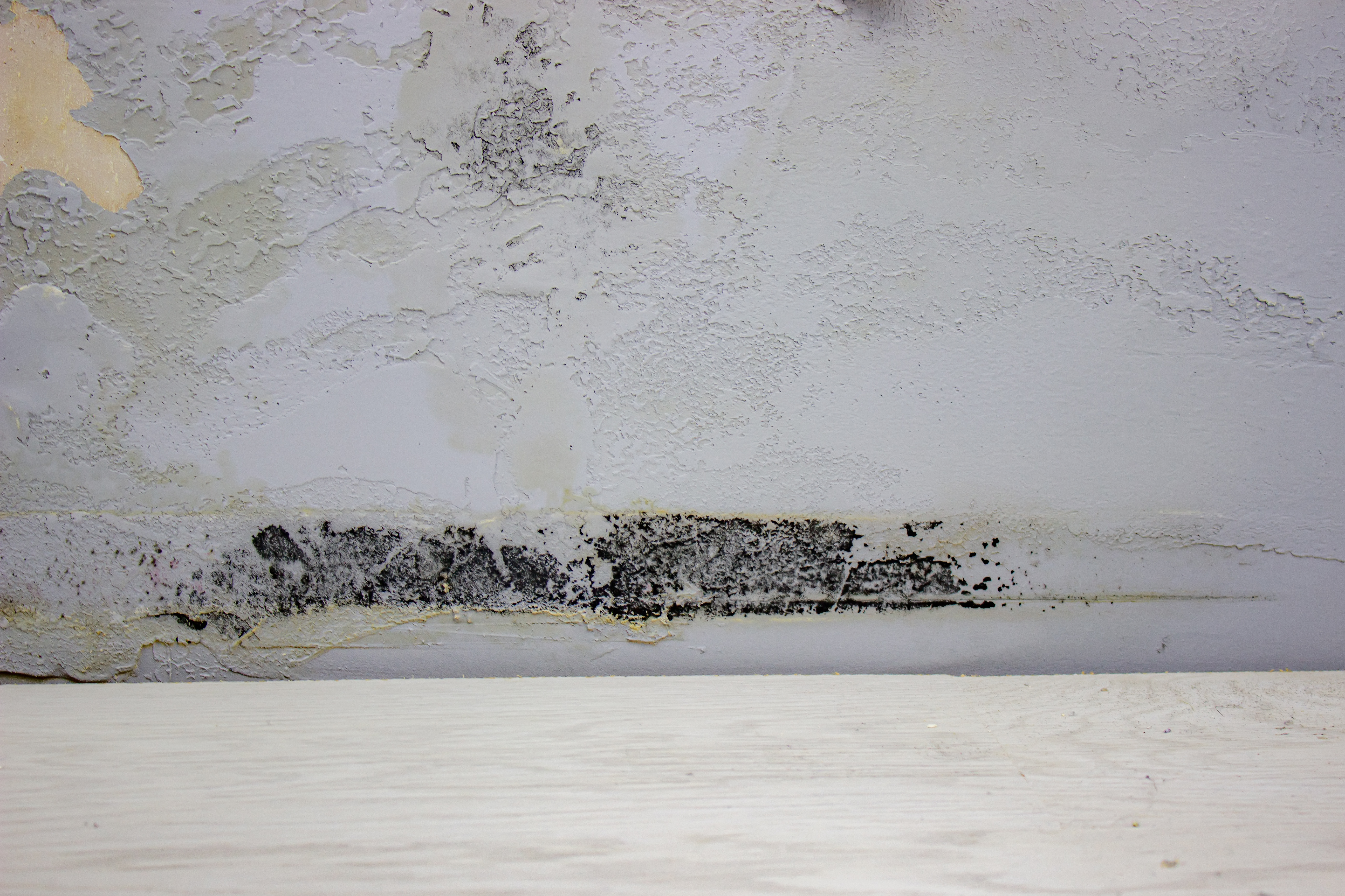 Tips for Preventing and Identifying Mold Growth in Your Home