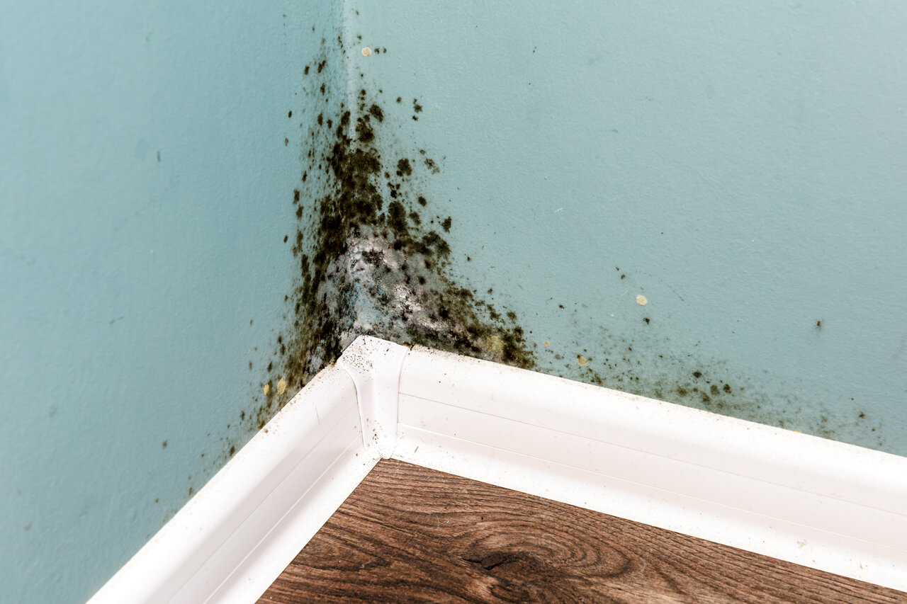 Understanding Mold Growth, Identifying Infestations, and Professional Mold Remediation